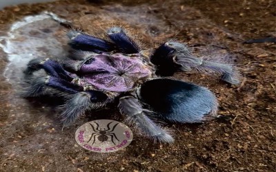 Phormictopus Dominican Purple Female Tarantula